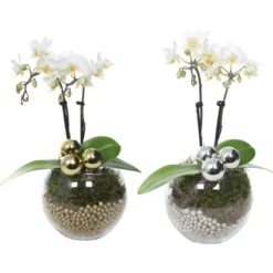 Weihnachtsarrangement Mit Mini-Orchidee Topf-Ø Ca. 6 Cm 7 Weihnachtsarrangement Mit Mini-Orchidee Topf-Ø Ca. 6 Cm -Günstiges Heissner Geschäft 2274074 4883 3