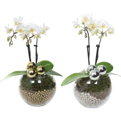 Weihnachtsarrangement Mit Mini-Orchidee Topf-Ø Ca. 6 Cm 5 Weihnachtsarrangement Mit Mini-Orchidee Topf-Ø Ca. 6 Cm – Bild 3