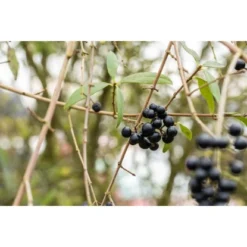 Liguster "Atrovirens" Höhe Ca. 80 - 100 Cm Topf Ca. 5 L Ligustrum Vulgare -Günstiges Heissner Geschäft 2448686 3358 2
