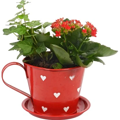 Arrangement Flammendes Käthchen In Zinktasse Topf-Ø Ca. 13 Cm 3 Arrangement Flammendes Käthchen In Zinktasse Topf-Ø Ca. 13 Cm