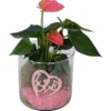 Arrangement Mit Flamingoblume Topf-Ø Ca. 15 Cm -Günstiges Heissner Geschäft 2501815 4883 1