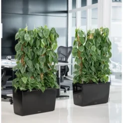 Lechuza Pflanzgefäß Cararo Premium 75 Cm X 30 Cm Schwarz Hochglanz -Günstiges Heissner Geschäft 261715 4186 4