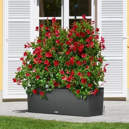 Lechuza Pflanzgefäß Trio Cottage 100 Cm X 32 Cm X 34 Cm Granit 5 Lechuza Pflanzgefäß Trio Cottage 100 Cm X 32 Cm X 34 Cm Granit – Bild 3