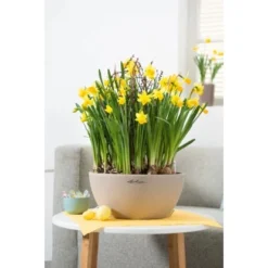 Lechuza Pflanzgefäß Cubeto Stone 40 Sandbeige Ø 40 Cm -Günstiges Heissner Geschäft 262682 4186 4