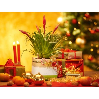 Lechuza Pflanzgefäß Yula 17 Cm X 17 Cm X 15 Cm Weiß-Grün 7 Lechuza Pflanzgefäß Yula 17 Cm X 17 Cm X 15 Cm Weiß-Grün – Bild 5