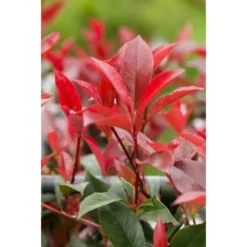 GROW By OBI Glanzmispel "Red Robin" Höhe Ca. 40 - 50 Cm Topf Ca. 5 L Photinia -Günstiges Heissner Geschäft 2750883 4104 2