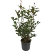 GROW By OBI Glanzmispel "Red Robin" Höhe Ca. 40 - 50 Cm Topf Ca. 5 L Photinia -Günstiges Heissner Geschäft 275088 4104 1