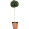 GROW By OBI Ionischer Liguster Höhe Ca. 100 Cm Topf Ca. 18 L Ligustrum Ionadrum