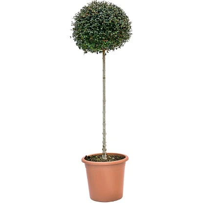GROW By OBI Ionischer Liguster Höhe Ca. 100 Cm Topf Ca. 18 L Ligustrum Ionadrum 3 GROW By OBI Ionischer Liguster Höhe Ca. 100 Cm Topf Ca. 18 L Ligustrum Ionadrum