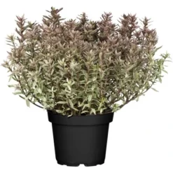 OBI Strauchveronika "Magicolours" Höhe Ca. 10 - 20 Cm Topf Ca. 2 L Hebe