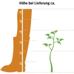 OBI Roseneibisch Weiß Höhe Ca. 30 - 40 Cm Topf Ca. 3 L Hibiscus 5 OBI Roseneibisch Weiß Höhe Ca. 30 - 40 Cm Topf Ca. 3 L Hibiscus -Günstiges Heissner Geschäft 2769529 3358 2