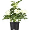 OBI Bodendeckerrose Weiß Höhe Ca. 10 - 20 Cm Topf-Ø Ca. 3 L -Günstiges Heissner Geschäft 277310 3358 1