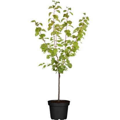 OBI Aprikose "Ungarische Beste" Höhe Ca. 120 Cm - 140 Cm Topf Ca. 10 L Prunus 3 OBI Aprikose "Ungarische Beste" Höhe Ca. 120 Cm - 140 Cm Topf Ca. 10 L Prunus