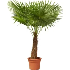 GROW By OBI Hanfpalme Höhe Ca. 150 Cm Topf Ca. 45 L Trachycarpus Fortunei
