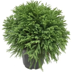 OBI Sicheltanne "Globosa Nana" Höhe Ca. 40 Cm Topf Ca.20 L Cryptomeria Japonica