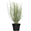 Ginster Höhe Ca. 80 Cm Topf Ca. 7 L Cytisus -Günstiges Heissner Geschäft 281586 3358 1