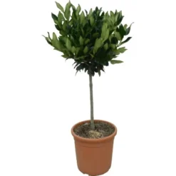 OBI Japanischer Liguster "Texanum" Höhe Ca. 60 Cm Topf Ca. 9 L