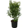 OBI Portugiesischer Kirschlorbeer "Angustifolia" Höhe Ca.70 Cm Topf 10 L Prunus
