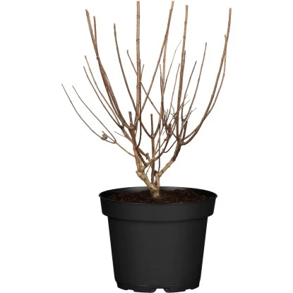 Rispenhortensie "Forever & Ever" Weiß Höhe Ca. 50 Cm Topf Ca. 9 L Hydrangea 3 Rispenhortensie "Forever & Ever" Weiß Höhe Ca. 50 Cm Topf Ca. 9 L Hydrangea