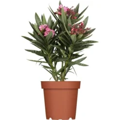 OBI Oleander Busch Topf-Ø Ca. 20 Cm Nerium Oleander