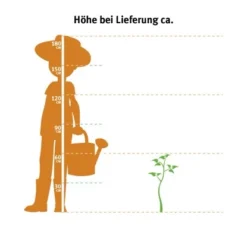 OBI Himbeere Rot Höhe Ca. 50 - 60 Cm Topf Ca. 5 L Rubus -Günstiges Heissner Geschäft 3358 himbeere topf 23 cm 2