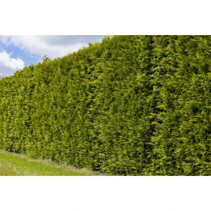 OBI Lebensbaum "Brabant" Höhe Ca. 120 - 140 Cm Topf Ca. 10 L Thuja 5 OBI Lebensbaum "Brabant" Höhe Ca. 120 - 140 Cm Topf Ca. 10 L Thuja – Bild 3