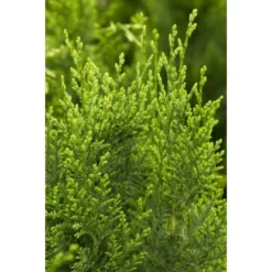 OBI Scheinzypresse "White Spot" Höhe Ca. 50 - 60 Cm Topf Ca. 5 L Chamaecyparis 7 OBI Scheinzypresse "White Spot" Höhe Ca. 50 - 60 Cm Topf Ca. 5 L Chamaecyparis -Günstiges Heissner Geschäft 3387263 3358 2