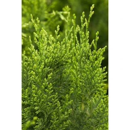 OBI Scheinzypresse "White Spot" Höhe Ca. 50 - 60 Cm Topf Ca. 5 L Chamaecyparis 4 OBI Scheinzypresse "White Spot" Höhe Ca. 50 - 60 Cm Topf Ca. 5 L Chamaecyparis – Bild 2