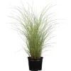 Chinaschilf Sortiment Topf Ca. 10 L Cm Miscanthus