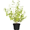 Gefüllter Gartenjasmin "Little White Love" Weiß Höhe Ca. 30 - 40 Cm Topf Ca. 6 L -Günstiges Heissner Geschäft 354548 3358 1