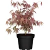 Fächerahorn "Bloodgood" Höhe Ca. 60 - 80 Cm Topf Ca. 5 L Acer Palmatum