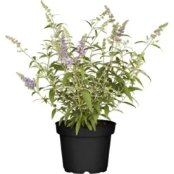 Zwerg-Sommerflieder "Buzz" Höhe Ca. 30 - 40 Cm Topf Ca. 5 L Buddleja Davidii
