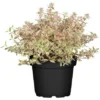 Abelie Verschiedene Sorten Höhe Ca. 30 - 40 Cm Topf Ca. 5 L Abelia Grandiflora -Günstiges Heissner Geschäft 354597 3358 1