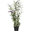 Sommerflieder "Miss Violett" Violett Höhe Ca. 30 - 40 Cm Topf Ca. 5 L Buddleja -Günstiges Heissner Geschäft 354610 3358 1