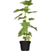Johannisbeere Schwarz Höhe Ca. 40 - 60 Cm Topf Ca. 5 L Ribes
