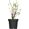Stachelbeere Grün Höhe Ca. 40 - 60 Cm Topf Ca. 5 L Ribes Uva-crispa