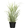 GROW By OBI Chinaschilf "Zebrinus" Topf-Ø Ca. 34 Cm Miscanthus Sinensis -Günstiges Heissner Geschäft 358178 3358 1