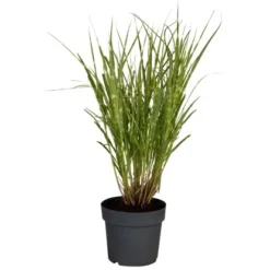 GROW By OBI Chinaschilf "Strictus" Braun Topf-Ø Ca. 22 Cm Miscanthus