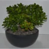 Geldbaum In Schale Topf-Ø Ca. 26 Cm Crassula -Günstiges Heissner Geschäft 358558 U 3358 1