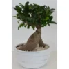 Bonsai In Keramikschale Topf-Ø Ca. 24 Cm Ficus 2 Bonsai In Keramikschale Topf-Ø Ca. 24 Cm Ficus -Günstiges Heissner Geschäft 358581 U 3358 1