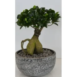 Bonsai In Keramikschale Topf-Ø Ca. 24 Cm Ficus 5 Bonsai In Keramikschale Topf-Ø Ca. 24 Cm Ficus -Günstiges Heissner Geschäft 358581 U 3358 2