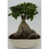 Bonsai In Keramikschale Topf-Ø Ca. 27 Cm Ficus -Günstiges Heissner Geschäft 358648 U 3358 1