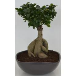 Bonsai In Keramikschale Topf-Ø Ca. 27 Cm Ficus -Günstiges Heissner Geschäft 358648 U 3358 2