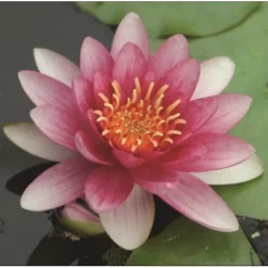 Seerose "Attraction" Rot Topf-Ø Ca. 18 Cm Nymphaea