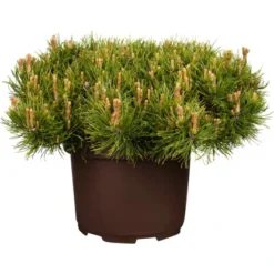 Kriech-Kiefer Höhe Ca. 40 - 50 Cm Topf Ca. 10 LPinus Mugo