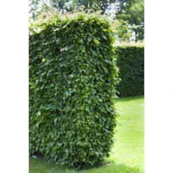 Hainbuche Set à 110 Stück Höhe Ca. 125 - 150 Cm Topf Ca. 5 L Carpinus Betulus -Günstiges Heissner Geschäft 3855863 3358 2 1