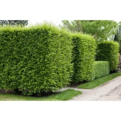 Hainbuche Set à 50 Stück Höhe Ca. 80 - 100 Cm Topf Ca. 3 L Carpinus Betulus -Günstiges Heissner Geschäft 3855863 3358 3 4