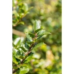 OBI Stechpalme "Blue Prince" Höhe Ca. 50 - 60 Cm Topf Ca. 5 L Ilex Meserveae -Günstiges Heissner Geschäft 3886157 3358 1