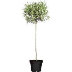 Olivenbaum Stamm Höhe Ca. 120 - 140 Cm Topf Ca. 45 L Olea Europaea