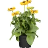 GROW By OBI Niedriger Sonnenhut Topf-Ø Ca. 19 Cm Rudbeckia 1 GROW By OBI Niedriger Sonnenhut Topf-Ø Ca. 19 Cm Rudbeckia -Günstiges Heissner Geschäft 398033 3358 1